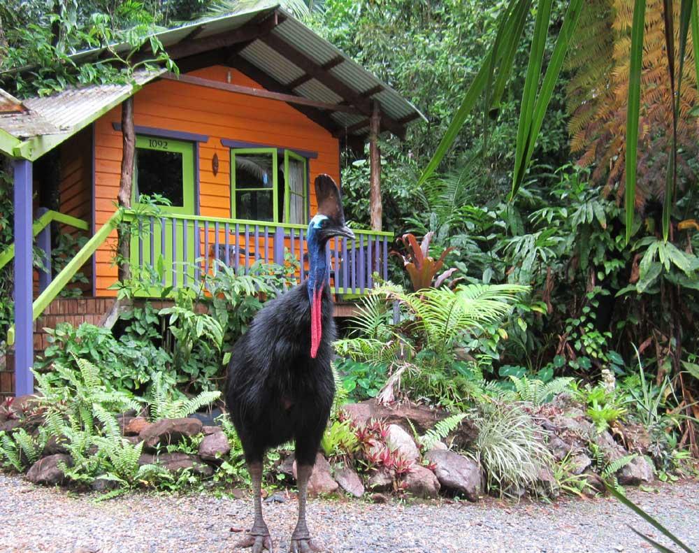 Rainforest Hideaway Кейп-Тріб'юлейшен Екстер'єр фото